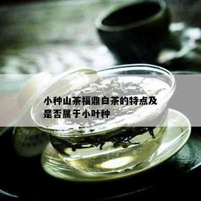 小种山茶福鼎白茶的特点及是否属于小叶种