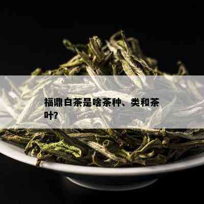 福鼎白茶是啥茶种、类和茶叶？