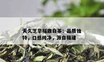 天久芝华福鼎白茶：品质独特，口感纯净，源自福建