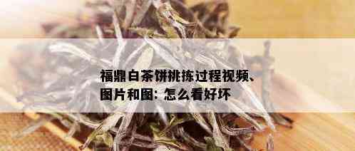 福鼎白茶饼挑拣过程视频、图片和图: 怎么看好坏