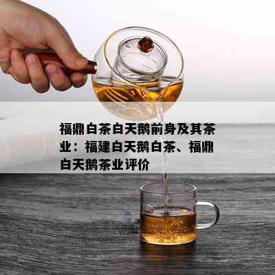 福鼎白茶白天鹅前身及其茶业：福建白天鹅白茶、福鼎白天鹅茶业评价