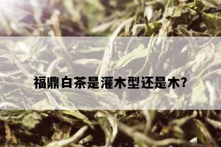 福鼎白茶是灌木型还是木？