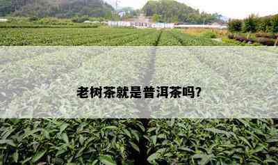 老树茶就是普洱茶吗？