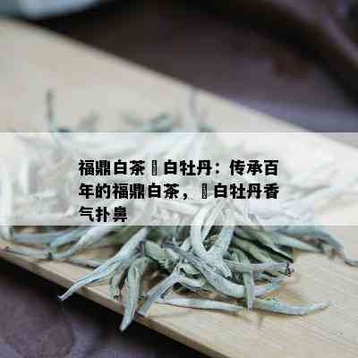 福鼎白茶繆白牡丹：传承百年的福鼎白茶，繆白牡丹香气扑鼻