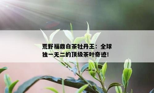 荒野福鼎白茶牡丹王：全球独一无二的顶级茶叶奇迹！