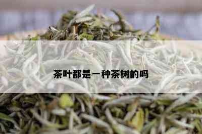 茶叶都是一种茶树的吗