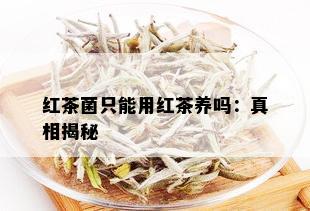 红茶菌只能用红茶养吗：真相揭秘