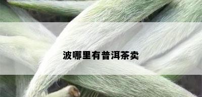 波哪里有普洱茶卖