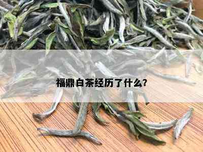 福鼎白茶经历了什么？