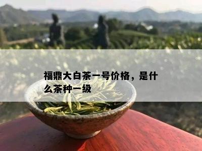 福鼎大白茶一号价格，是什么茶种一级