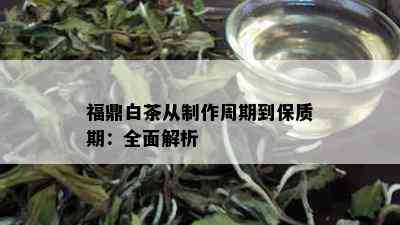 福鼎白茶从制作周期到保质期：全面解析