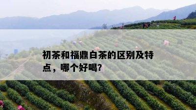 初茶和福鼎白茶的区别及特点，哪个好喝？