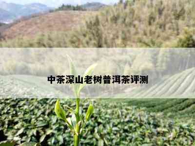 中茶深山老树普洱茶评测