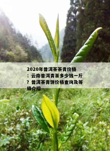 2020年普洱茶茶青价格：云南普洱青茶多少钱一斤？普洱茶青饼价格查询及等级介绍