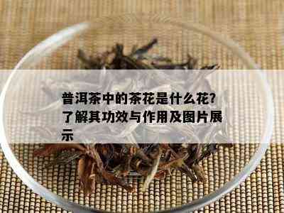 普洱茶中的茶花是什么花？了解其功效与作用及图片展示