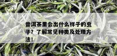 普洱茶里会出什么样子的虫子？了解常见种类及处理方法！