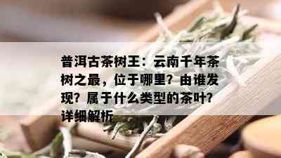 普洱古茶树王：云南千年茶树之最，位于哪里？由谁发现？属于什么类型的茶叶？详细解析