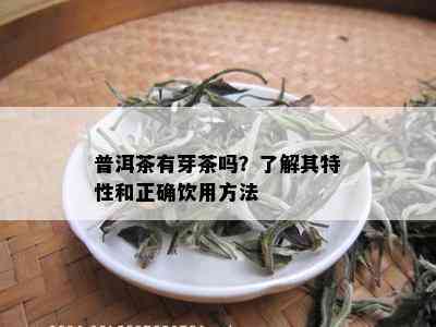 普洱茶有芽茶吗？了解其特性和正确饮用方法