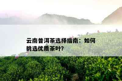 云南普洱茶选择指南：如何挑选优质茶叶？