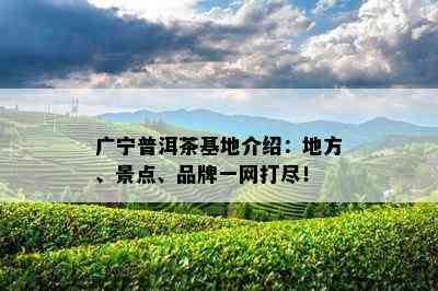 广宁普洱茶基地介绍：地方、景点、品牌一网打尽！