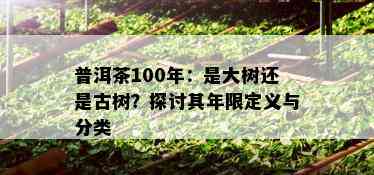 普洱茶100年：是大树还是古树？探讨其年限定义与分类