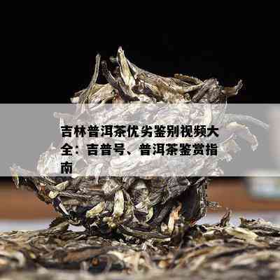 吉林普洱茶优劣鉴别视频大全：吉普号、普洱茶鉴赏指南