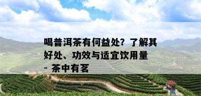 喝普洱茶有何益处？了解其好处、功效与适宜饮用量 - 茶中有茗