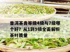 普洱茶青等级4级与7级哪个好？从1到9级全面解析茶叶质量