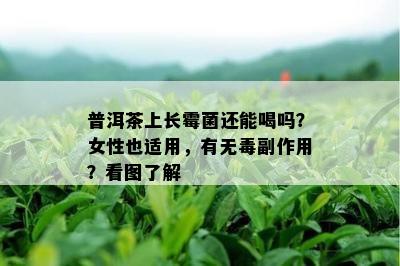 普洱茶上长霉菌还能喝吗？女性也适用，有无副作用？看图了解