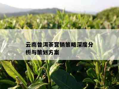 云南普洱茶营销策略深度分析与策划方案