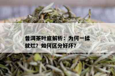 普洱茶叶底解析：为何一揉就烂？如何区分好坏？