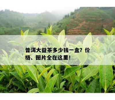 普洱大益茶多少钱一盒？价格、图片全在这里！