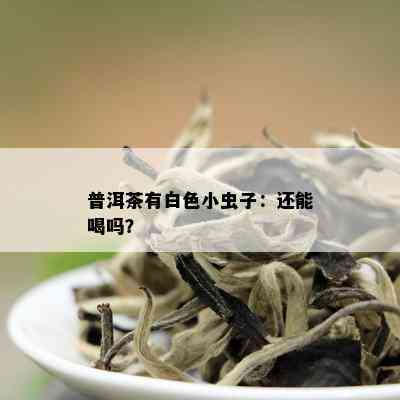 普洱茶有白色小虫子：还能喝吗？