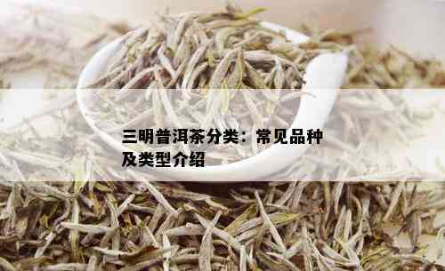 三明普洱茶分类：常见品种及类型介绍