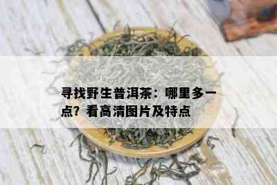 寻找野生普洱茶：哪里多一点？看高清图片及特点