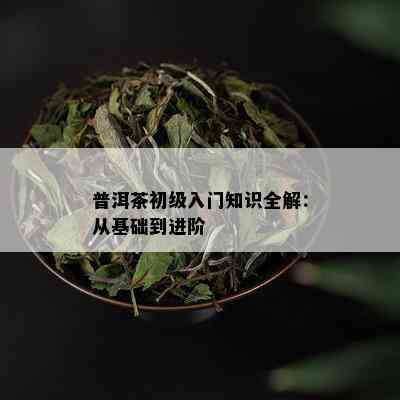 普洱茶初级入门知识全解：从基础到进阶