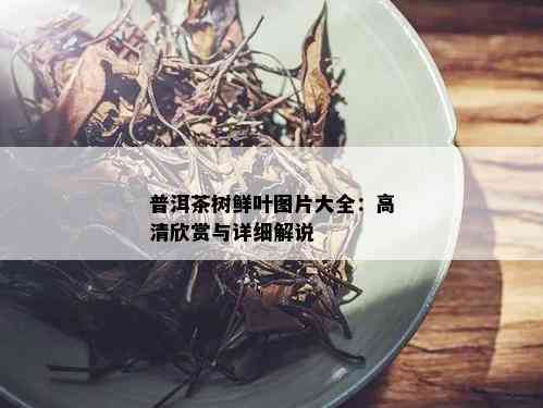 普洱茶树鲜叶图片大全：高清欣赏与详细解说