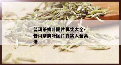 普洱茶鲜叶图片真实大全-普洱茶鲜叶图片真实大全高清