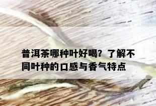 普洱茶哪种叶好喝？了解不同叶种的口感与香气特点