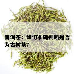 普洱茶：如何准确判断是否为古树茶？