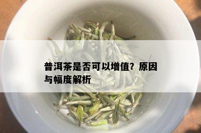 普洱茶是否可以增值？原因与幅度解析