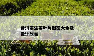 普洱茶生茶叶片图案大全及设计欣赏