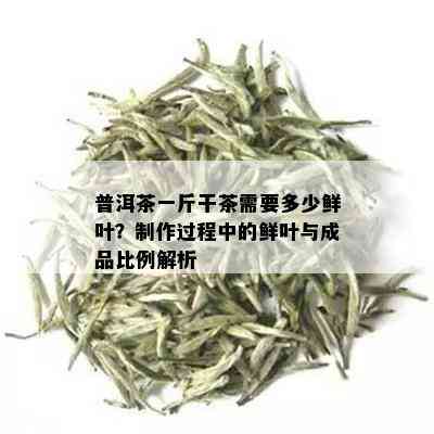 普洱茶一斤干茶需要多少鲜叶？制作过程中的鲜叶与成品比例解析