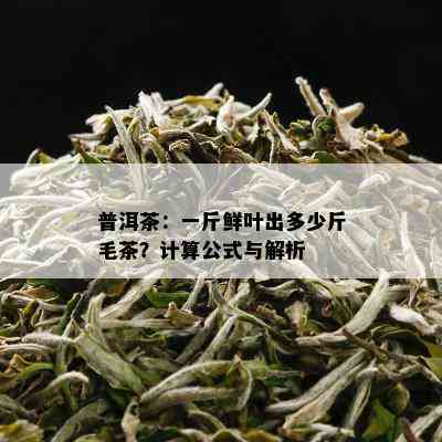 普洱茶：一斤鲜叶出多少斤毛茶？计算公式与解析