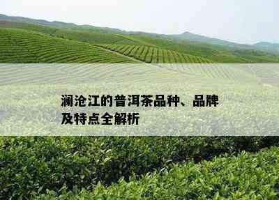 澜沧江的普洱茶品种、品牌及特点全解析