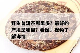 野生普洱茶哪里多？更好的产地是哪里？看图、视频了解详情