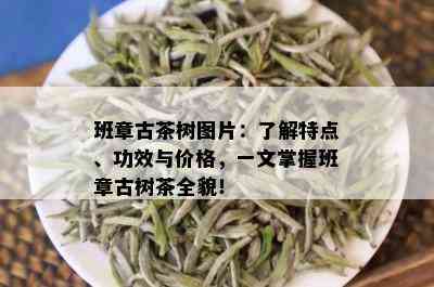 班章古茶树图片：了解特点、功效与价格，一文掌握班章古树茶全貌！