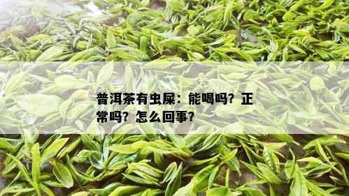 普洱茶有虫屎：能喝吗？正常吗？怎么回事？