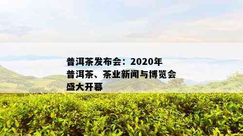 普洱茶发布会：2020年普洱茶、茶业新闻与博览会盛大开幕