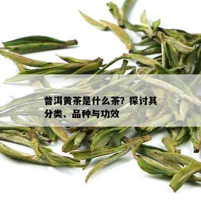 普洱黄茶是什么茶？探讨其分类、品种与功效